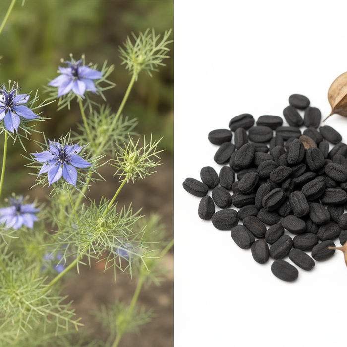 Was bedeutet Nigella Sativa-Samen